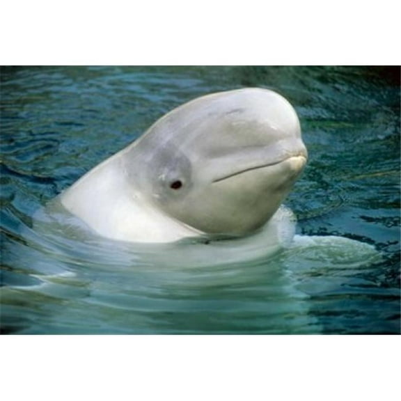 Posterazzi PDDCN02KSC0002 Beluga Whale Beluga Whale Vancouver Aquarium Poster Print by Kevin Schafer - 26 x 18 in.