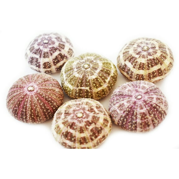Set of 6 Beautiful Small Alfonso Gator Sea Urchins 2"- 3" Coastal Beach Cottage Craft Decor Display Air Plant