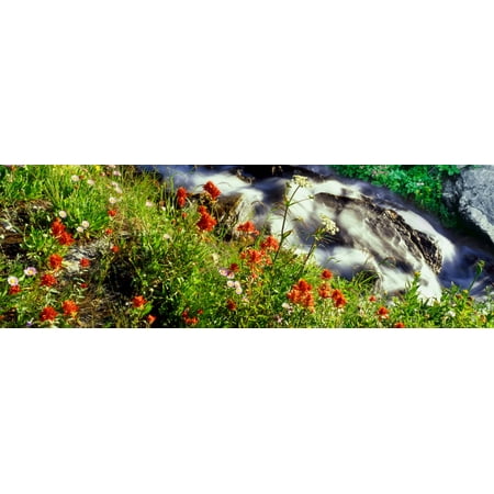 Indian Paintbrush lines the Broken Falls drainage on the slopes of Teewinot Mountain Grand Teton National Park Wyoming USA Canvas Art - Panoramic Images (6 x