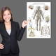 thumbnail image 2 of Set de Posters Palace Learning: Músculos, Esqueleto y Sistema Nervioso, 2 of 7