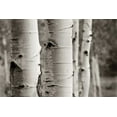 thumbnail image 2 of Van Swearingen, Debra 14x11 White Modern Wood Framed Museum Art Print Titled - Aspens III, 2 of 4