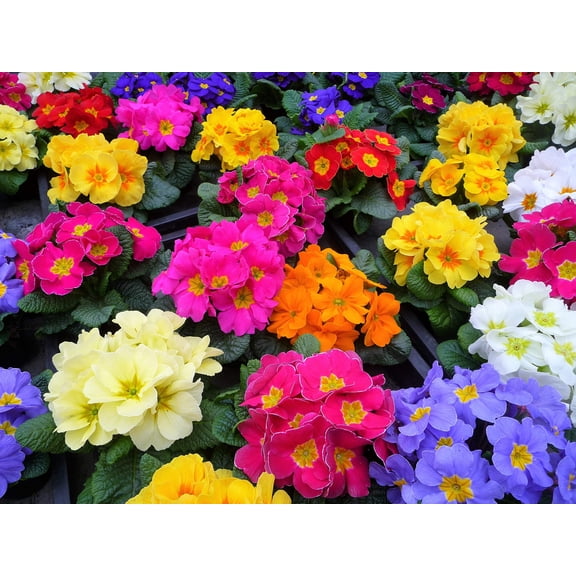 Seedville 50 English Primrose Flower Seed, Fragrant, Attract bees, butterflies, Birds
