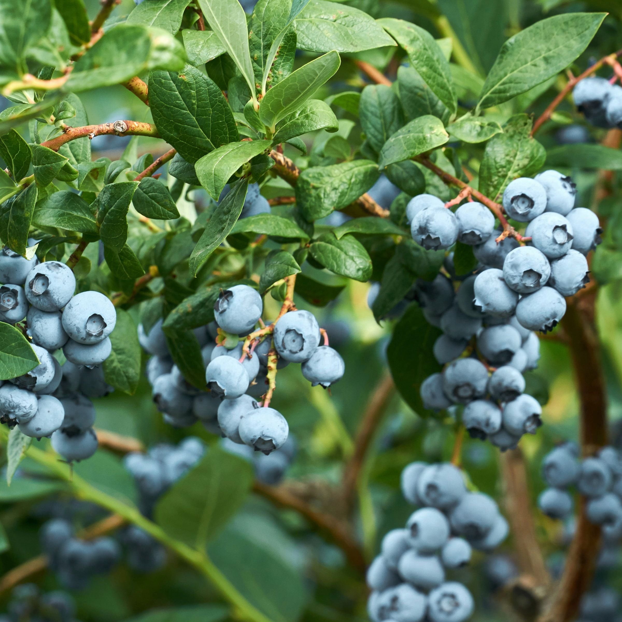 1 gal. Live Shrub Blueberry Legacy Plant