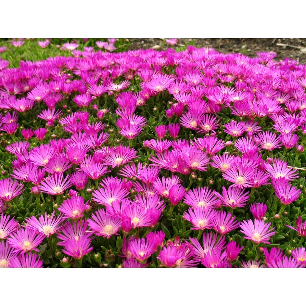 Hot Pink Ice Plant Perennial Delosperma Cooperi Very Hardy 3.25