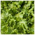 thumbnail image 3 of Everwilde Farms - 1 oz Organic Great Lakes Butterhead Lettuce Seeds - Gold Vault Bulk Seed Packet, 3 of 3