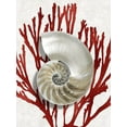 thumbnail image 2 of Kelly, Caroline 25x32 White Modern Wood Framed Museum Art Print Titled - Shell Coral Red II, 2 of 4