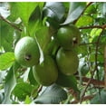 thumbnail image 3 of Hawaiian Tropical Guava Fruit Plant Seeds 1 Pack ( 20 Seeds Per Pack) Full Sun, 3 of 6