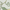 Fern, variant on Nourison Fantasy Botanical Ivory 1'9" x 2'9" Area Rug, (2x3)