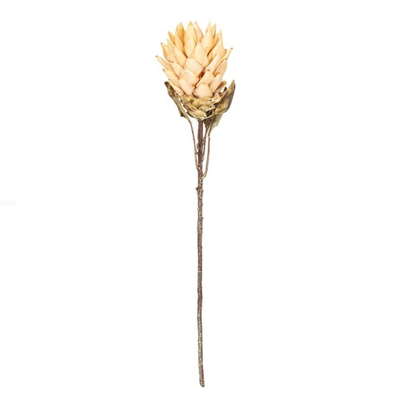30.5" Cream Dried Protea Stem 2/Bag