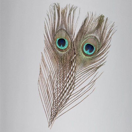 Godecor 10pcs Peacock Feathers 9 84 11 81 Inches For Diy Craft