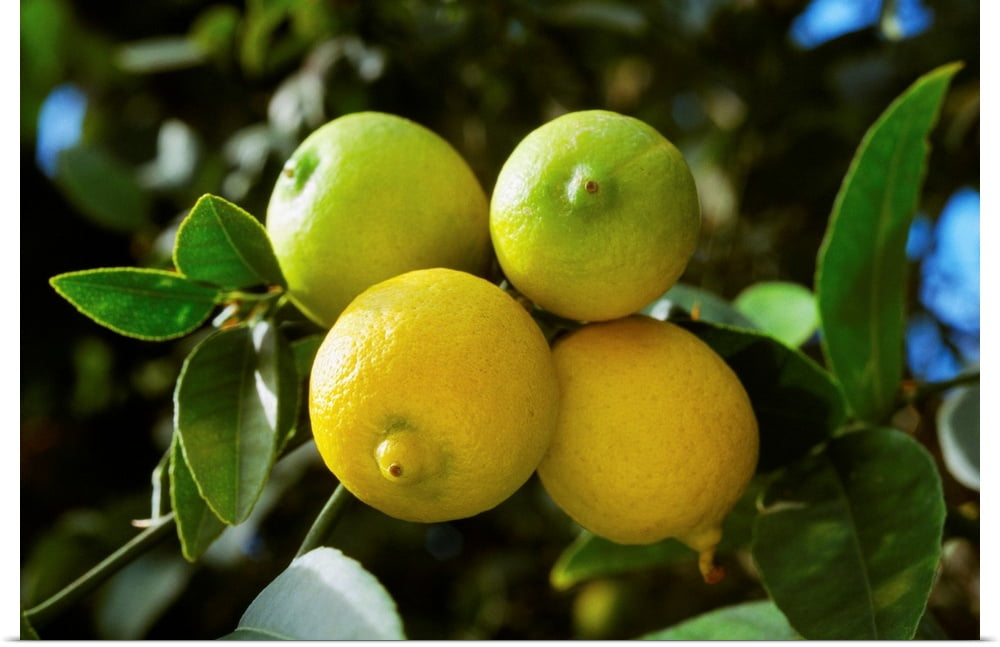 Key Limes Near Me Unlocking the Unique Flavor and Benefits of Local Citrus Key Limes Near Me Unlocking the Unique Flavor and Benefits of Local Citrus