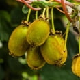 thumbnail image 3 of 4 Hardy Kiwi Plants Live Vine for Planting, 4-6" Starter Kiwi Trees Live Plant for Outdoor Growing, 3 of 6