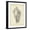 Black Frame, variant on Art.com Antique Shell Study IV Art Print by Ethan Harper, 12" x 16"