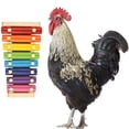 thumbnail image 4 of Pollo Xilófono Mascota Pollo Juguete Juguete De Percusión Juguete De Sonido Juguete De Madera Gallinero Juguete Para Picotear sonducket PT001472-01, 4 of 7