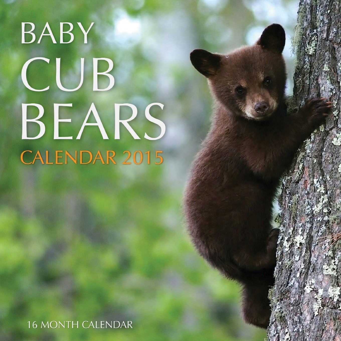 Baby Cub Bears Calendar 2015 16 Month Calendar Paperback Walmart Baby Cub Bears Calendar 2015 16 Month Calendar Paperback Walmart