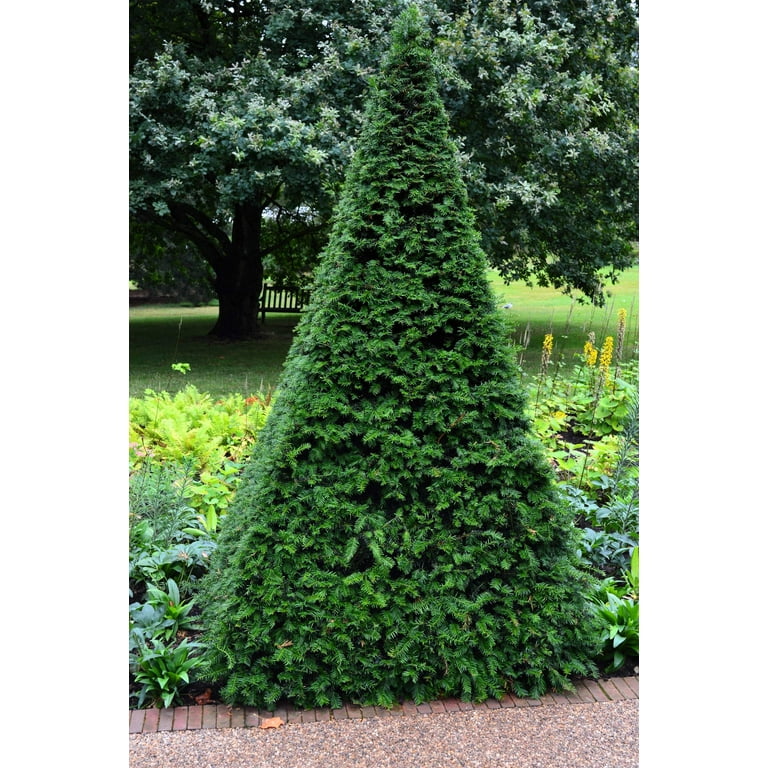 10 ENGLISH YEW Taxus Baccata Tree Shrub Conifer Sun or Shade Red Ornamental Berry Seeds