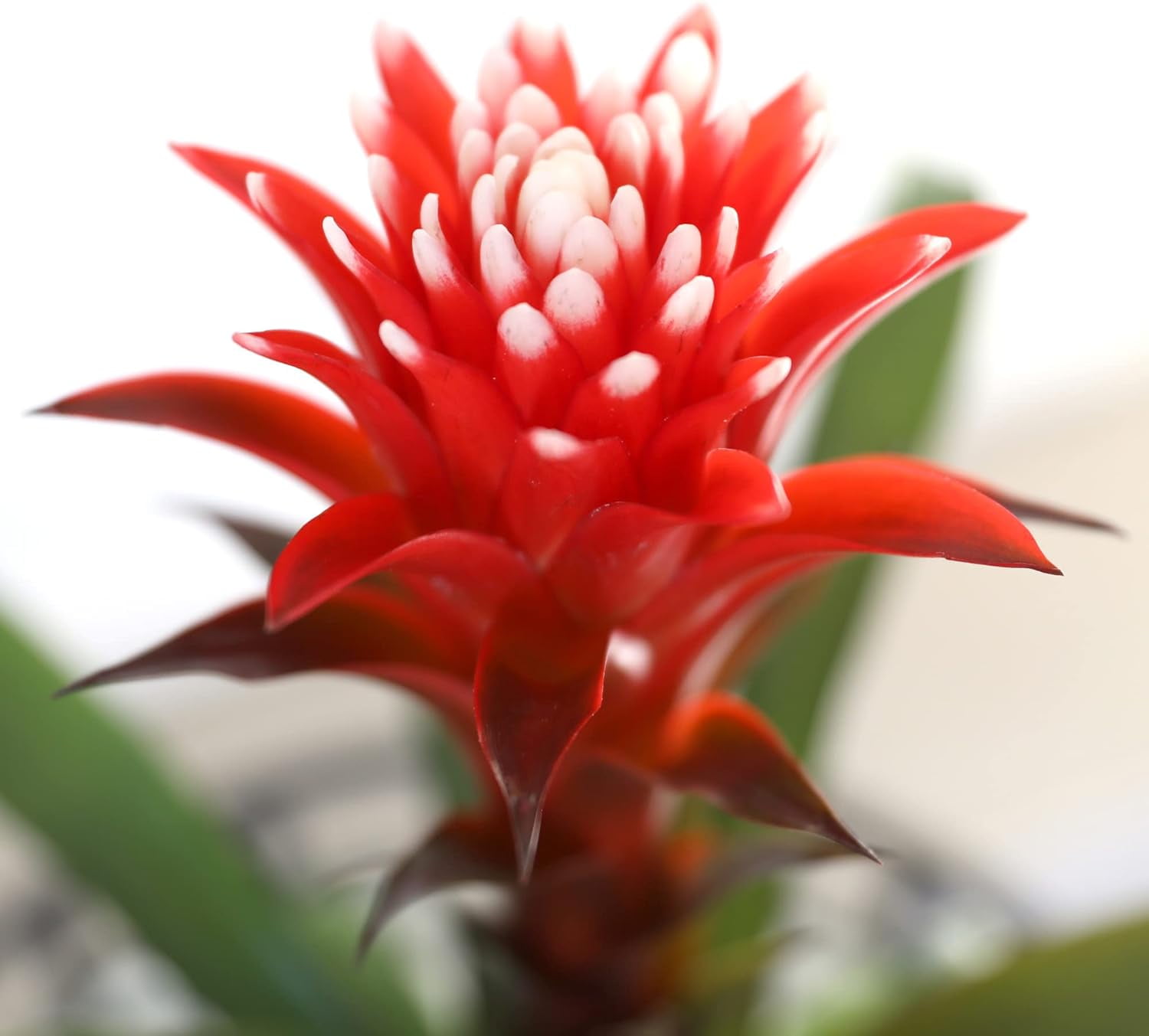 Just Add Ice 15" Tall Red Guzmania Hope Bromeliad Live Plant in 5" Moss Topped White Ceramic Pot, House Plant
