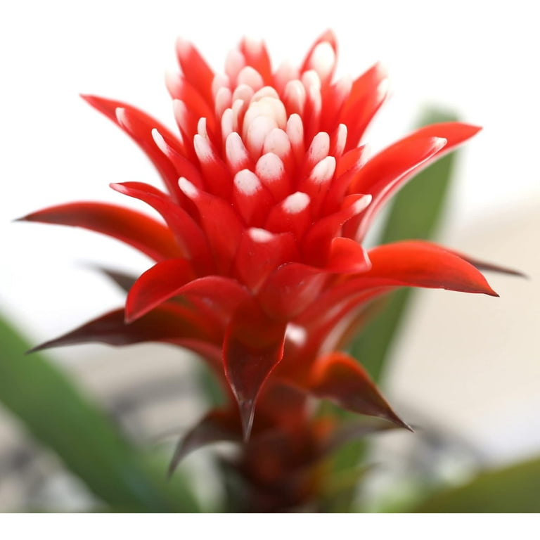 Just Add Ice 15 inch Tall Red Guzmania Hope Bromeliad Live Plant in 5 inch Moss Topped White Ceramic Pot, House Plant, Size: 1 qt