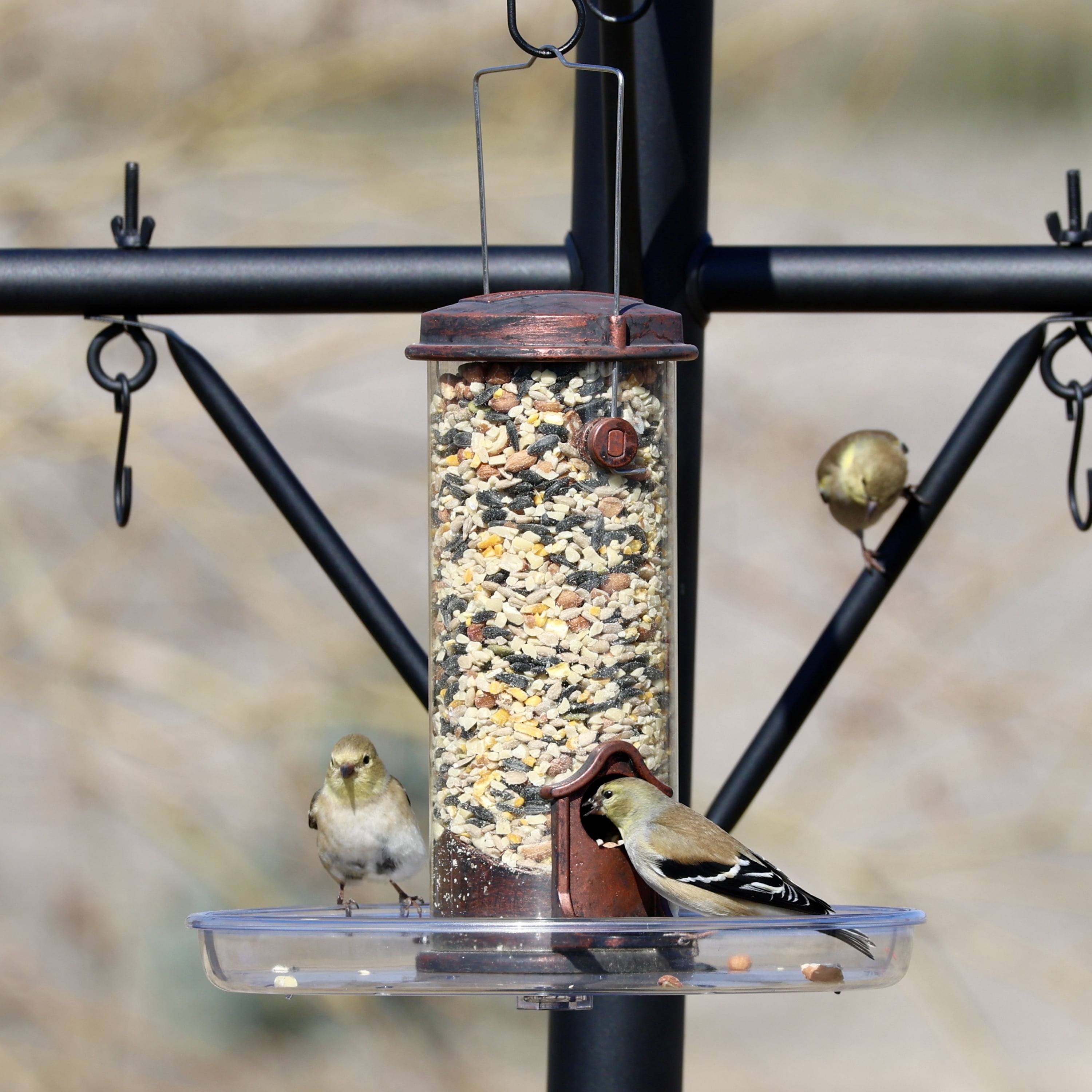 Backyard Essentials Bird Seed Tray, Compatible with BE Tube Feeders, Plastic
