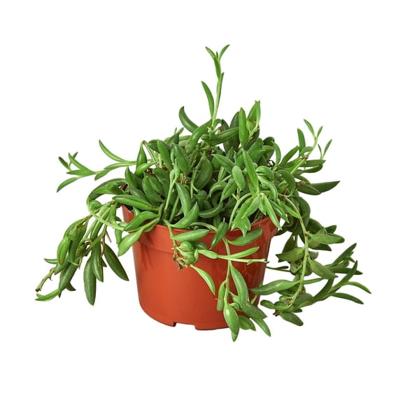Succulent 'String of Bananas', 4" Pot, Indoor Houseplant, Easy Care, Live Plant for Indoor & Outdoor