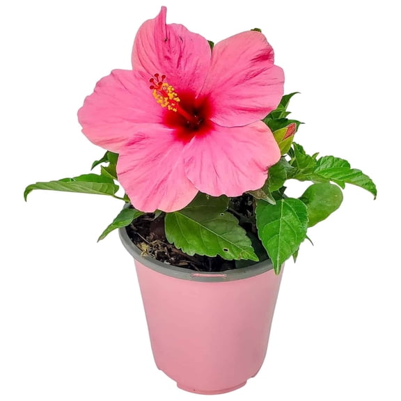 Tropical Plants of Florida 16" to 18" Bright Pink Hibiscus Bush; Yoder Pink Flower Plant, Full Sunlight
