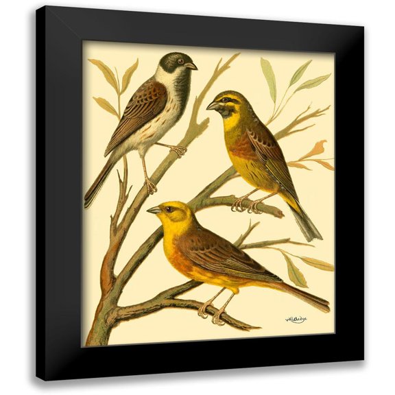 Rutledge, W. 12x14 Black Modern Framed Museum Art Print Titled - Domestic Bird Family I