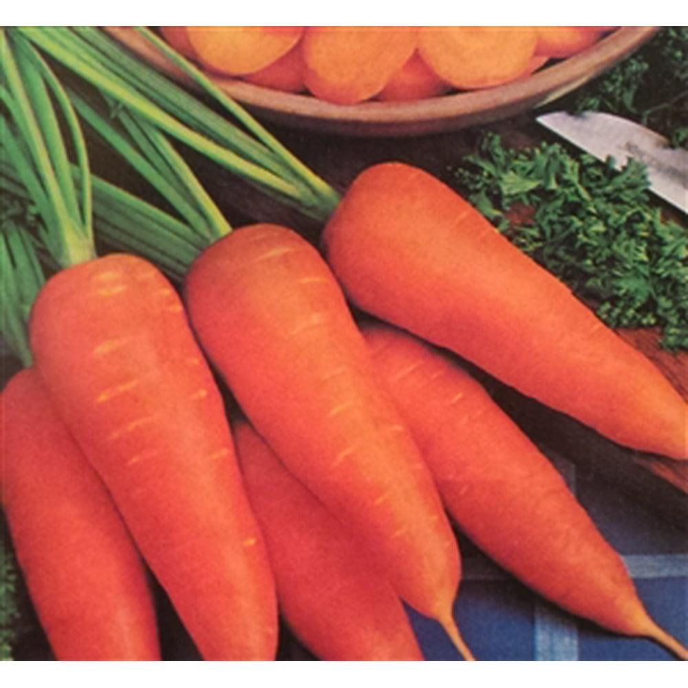 Carrot Danvers Half Long Seed 1 Packet