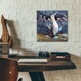 thumbnail image 5 of Epic Art 'Blue Footed Boobies' by Harro Maass, Acrylic Glass Wall Art, 12"x12", 5 of 8