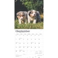 thumbnail image 4 of Australian Shepherds 2025 12 X 24 Inch Monthly Square Wall Calendar Plastic-Free (Wall), 4 of 9