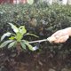 thumbnail image 3 of Herramienta manual de malezas de acero inoxidable para jardín, herbicida con mango de madera, 3 of 4
