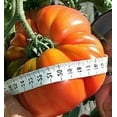 thumbnail image 3 of Goliath Tomato Plant - Non-GMO - Two (2) Live Plants - Not Seeds - Each 4"-7" tall - in 3.5 Inch Pots - Includes Clovers Garden Copyrighted Plant Care Guide, 3 of 5