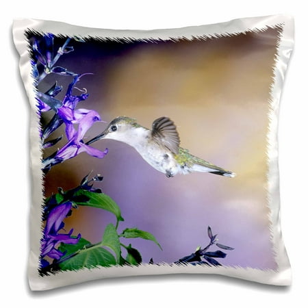3dRose Ruby-throated Hummingbird on Black and Blue Salvia, Illinois - Pillow Case, 16 by