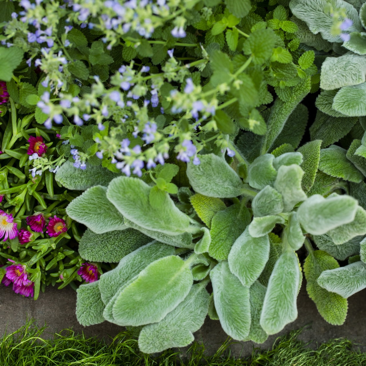 Expert Gardener 2QT Silver Stachys Live Perennial Plant Sun 3 -Pack