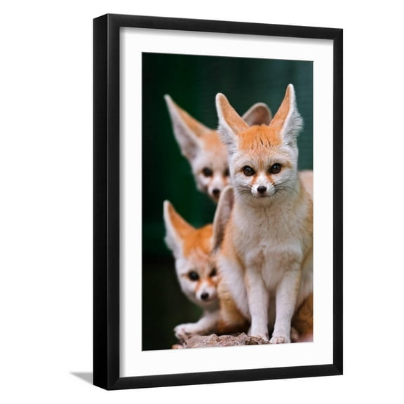 Art.com Fennec Foxes Art Print by Lantern Press, Black Frame Wall Art, 17" x 23"