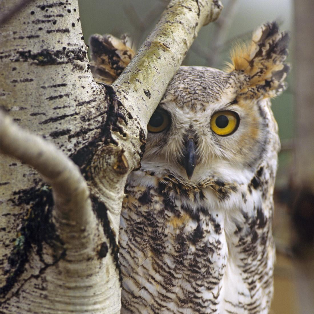 Great Horned Owl Pale From, British Columbia, Canada Bird Animal