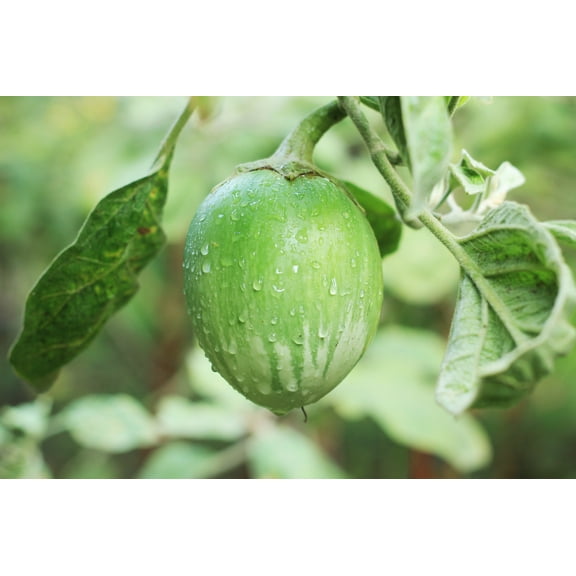 Vegetable Seeds - 50 Heirloom Seeds --Apple Green Eggplant   - All Natural  - Seed Pack