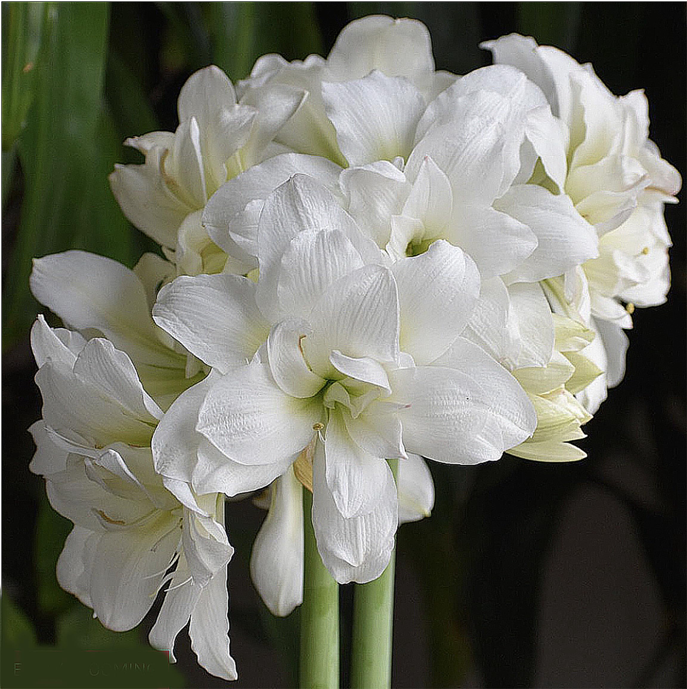 EuroBlooms Amaryllis Marquis, Prepotted Indoor Plants, Double White Blooms, Bright indoor light or filtered sunlight