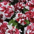 thumbnail image 1 of Petunia - Double Madness Series Flower Garden Seed - 1000 Pelleted Seeds - Red and White Blooms - Annual Flowers - Double Floribunda Petunias, 1 of 2