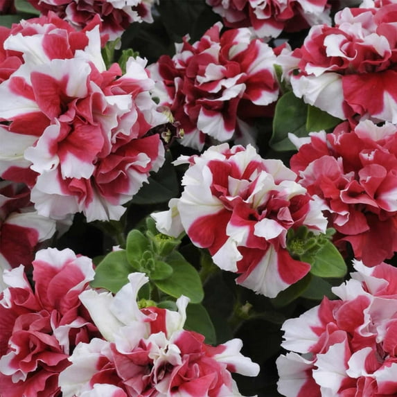 Petunia - Double Madness Series Flower Garden Seed - 1000 Pelleted Seeds - Red and White Blooms - Annual Flowers - Double Floribunda Petunias