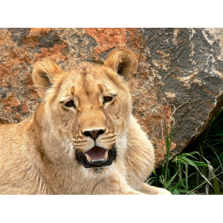 LAMINATED POSTER Animal Africa Wild Lion Leo Wildlife Cat Lioness Poster Print 24 x (Leo Messi Best Photos)