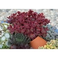 thumbnail image 4 of Better Homes and Gardens Outdoor Live Plant Sedum Stonecrop Sunsparkler Wildfire Red 1QT, Full Sun, 4 of 6