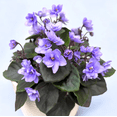 thumbnail image 6 of Blue African Violets Live Plant, Random Blue Flowers Streptocarpus, Indoor Flower Plants, Blooms All Year Round 4 Inch Pot, 6 of 6
