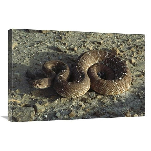 20 x 30 in. Red Rattlesnake, Baja California, Mexico Art Print - Larry Minden