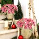 thumbnail image 4 of Singles Head Poinsettia Christmas Flower Simulation Artificial Flower Home Decoration Vase Flower Arrangement Interior Decoration, 4 of 6