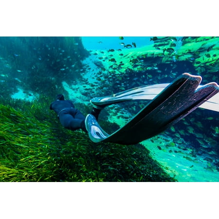 A freediver swims away in Jackson Blue Springs Florida Poster Print by Jennifer IdolStocktrek