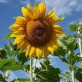thumbnail image 4 of 20 pcs sunflower seeds giant sunflower rare flower seeds for home garden planting sunflower seed birds, 4 of 5