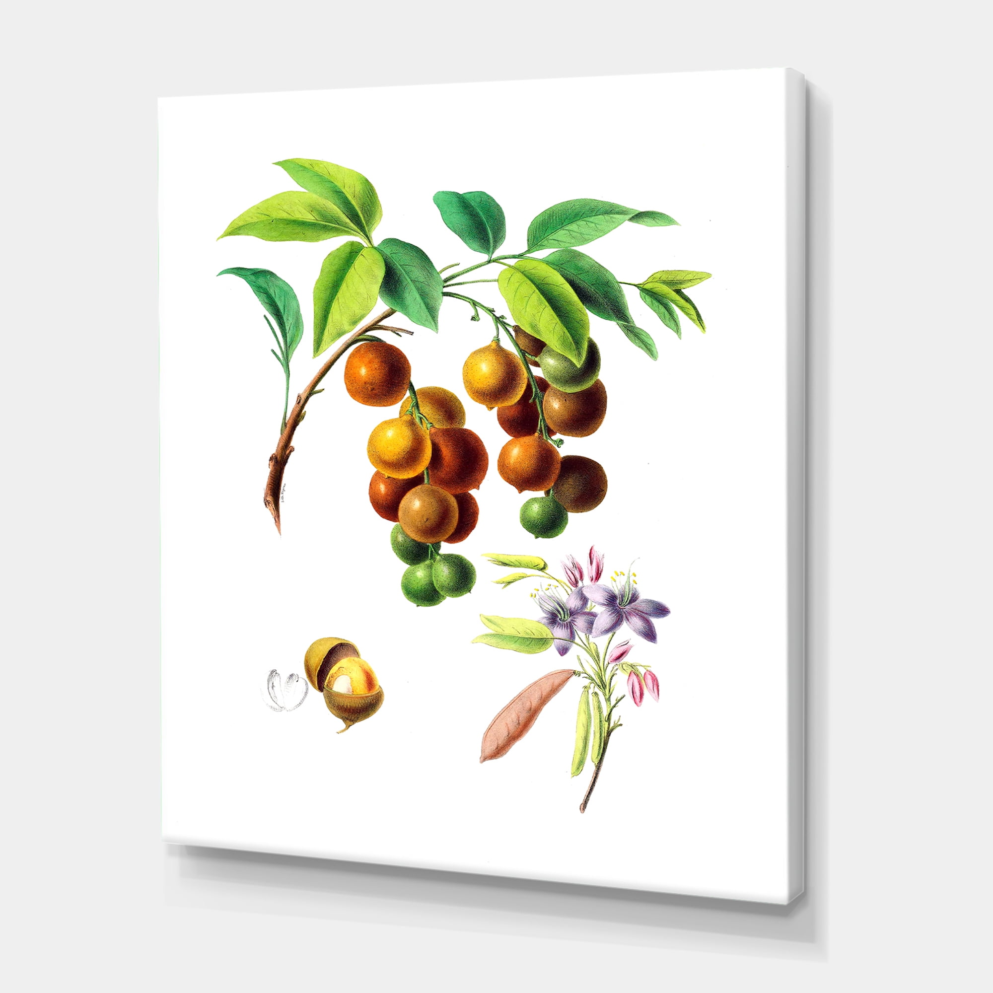 Ancient Fruits III 12 in x 8 in Painting Canvas Art Print, by Designart