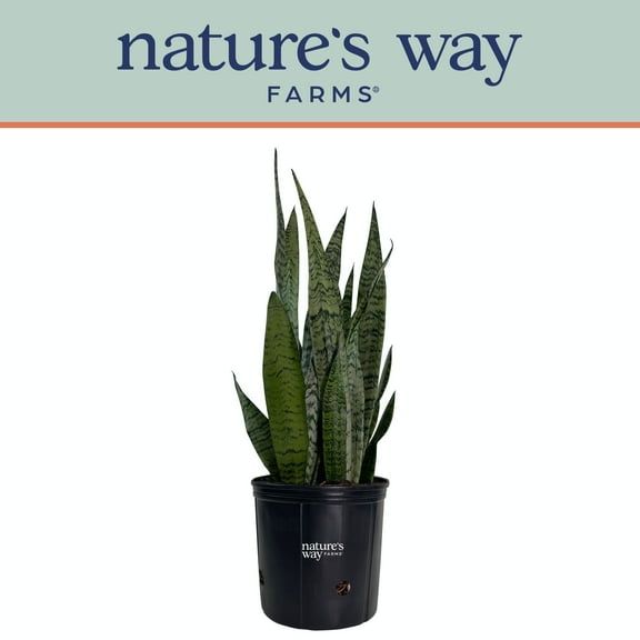 Nature's Way Farms Sansevieria Zeylanica Live Plant (25-30 inches tall) in growers pot