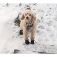 thumbnail image 2 of ' Of Dog , 4 Pack Dog Shoes, Suitable For S And Medium Dogs, (siz, 2 of 2