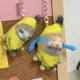 thumbnail image 3 of Creative Banana Cat Keychain Banana Doll Screaming Cry Squeeze Plush Toys for Teen Girls and Boys, 3 of 5